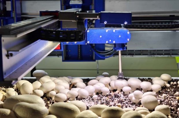 A blue and black robotic machine picks mushrooms from a growing bed.