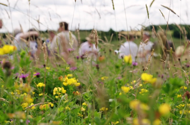 Wildflower meadow with yellow and purple flowers in the foreground and a group of people blurred in the background.