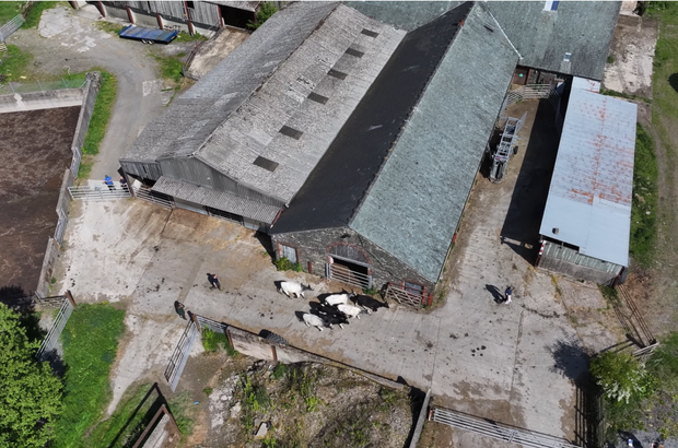 Aerial view of a farmyard with barns, concrete yards, and several cattle standing near an open shed.