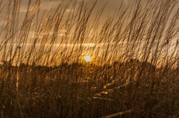 Tall, dry grass silhouetted against a low sun at sunset, with golden light shining through the stems.