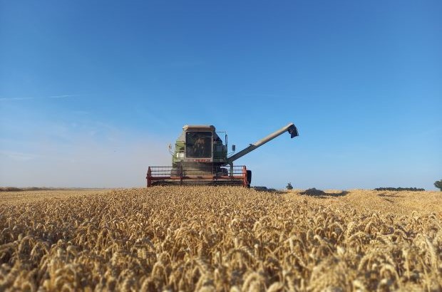 Combine harvester harvesting a cereal crop on an arable farm.