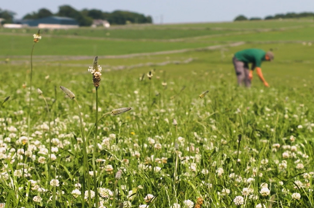 A wildflower-rich grassland with white clover and flowering plantain in the foreground. In the background, a person is working in the field, with rolling green farmland and farm buildings visible in the distance under a clear sky.