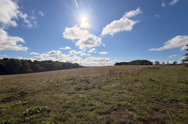 Arable field in SFI agreement in the foreground, with woodland in the background.