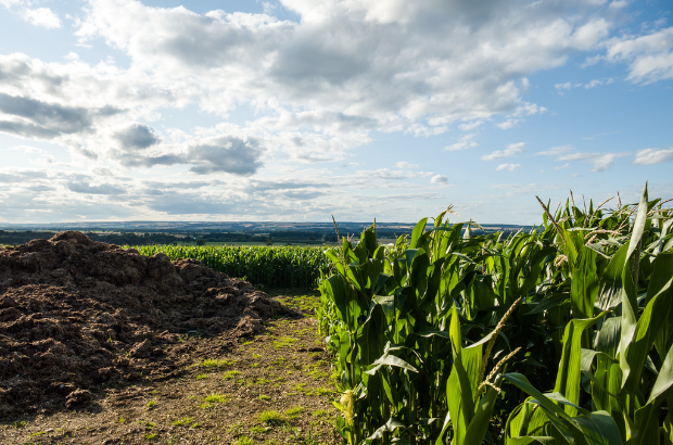A large pile of organic compost sits beside a row of maize in Ganton, North Yorkshire.