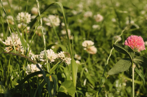 Close-up of a species-rich grassland with white clover flowers and grasses in soft focus, alongside a prominent pink clover flower in the foreground, lit by warm sunlight.