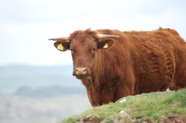Brown bull with horns and ear tags on grass.