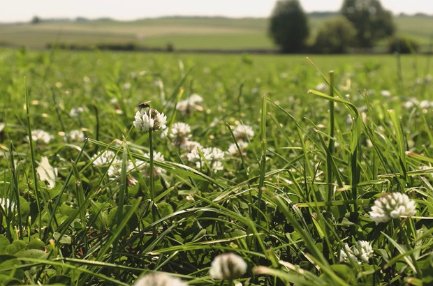 Low-angle view across a pasture containing clover and grass, with farmland and hedgerows visible in the background.