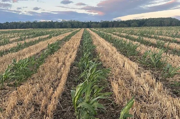 Rows of young maize plants growing between strips of harvested crop stubble in a field, with trees in the background.